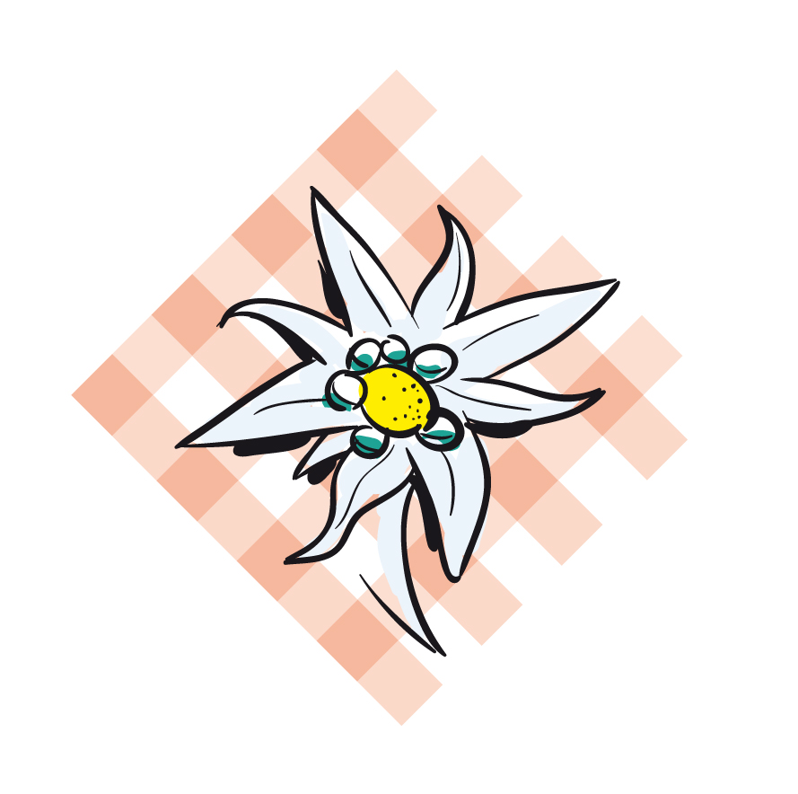 Edelweiss_mit_Tischdecke