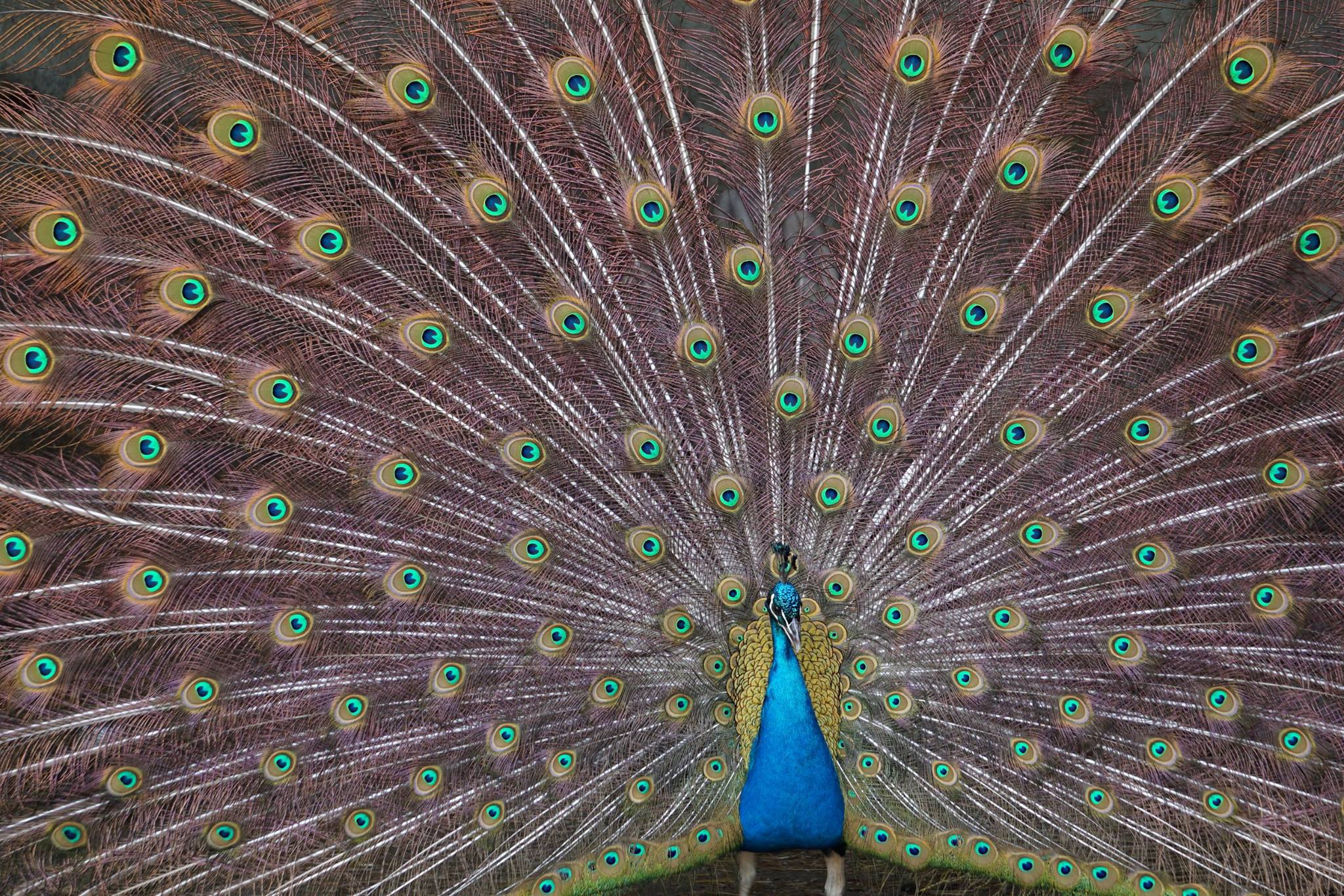 11232239_959863870730597_7990351882537080961_o