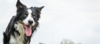banner-