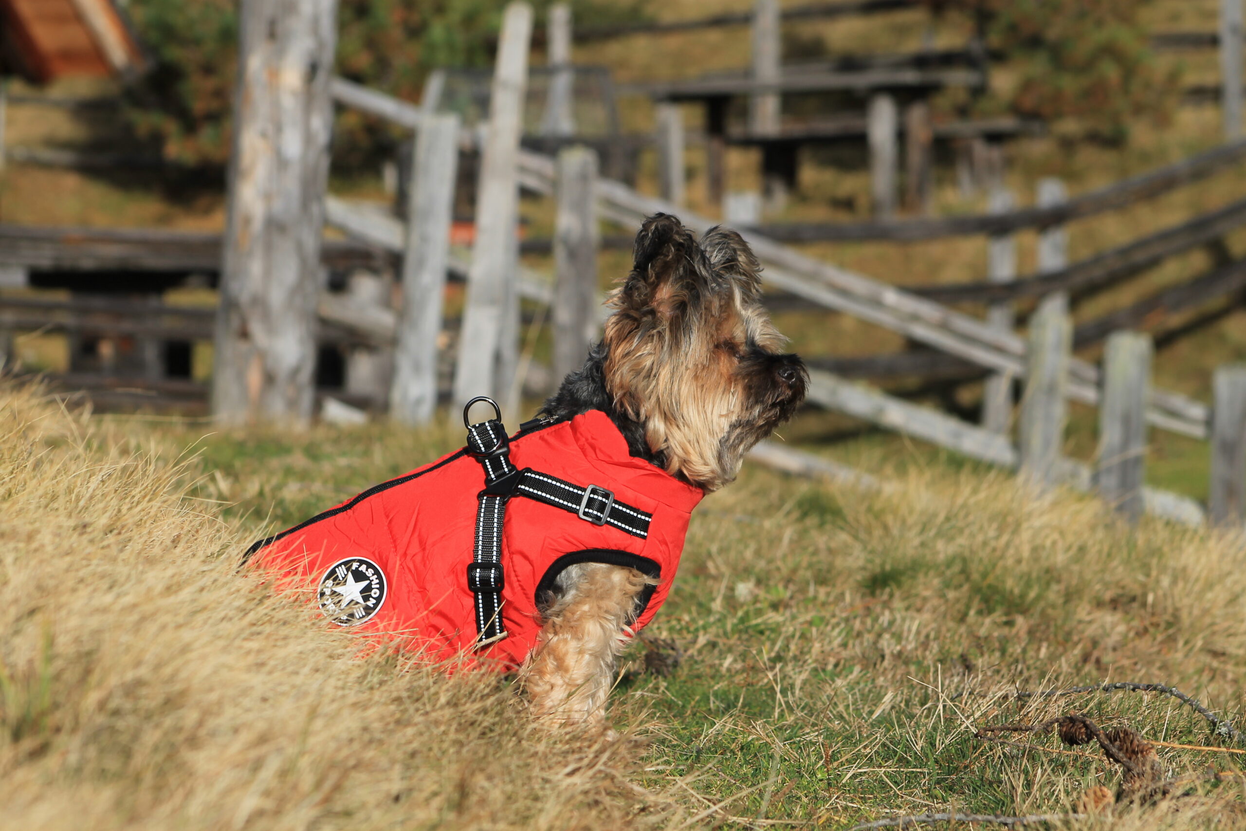 Hund
